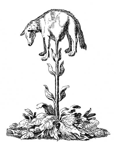 Barometz agnello vegetale tartaria